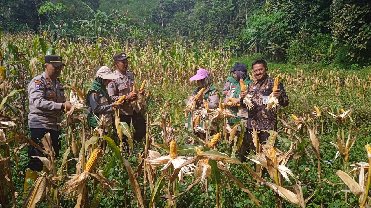 panen-jagung-serentak
