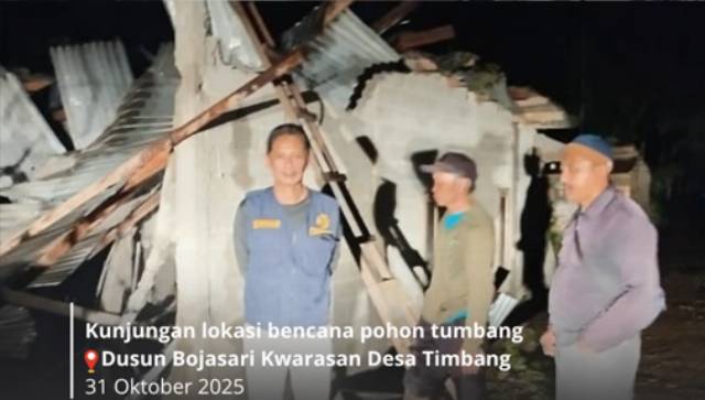 Bencana pohon tumbang di Dusun Bojasari Kwarasan, Desa Timbang.